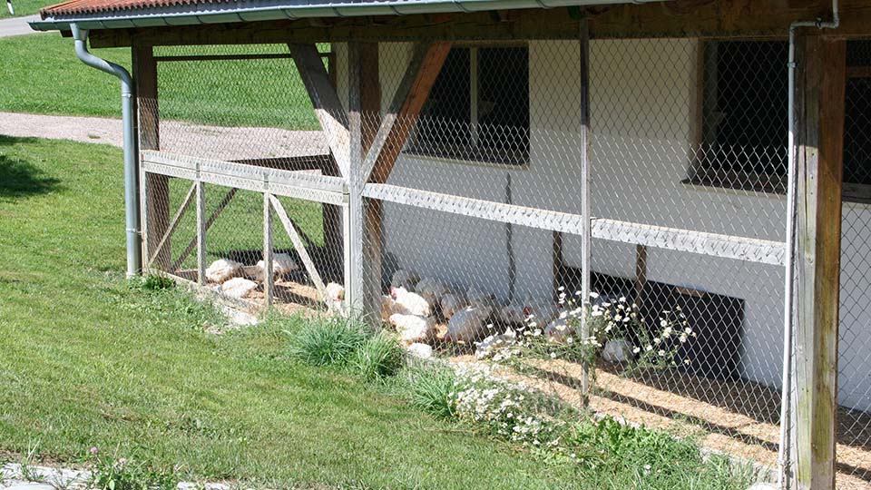 Bodenhaltung Geflügelhof Müller